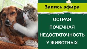 Острая почечная недостаточность у собак и кошек