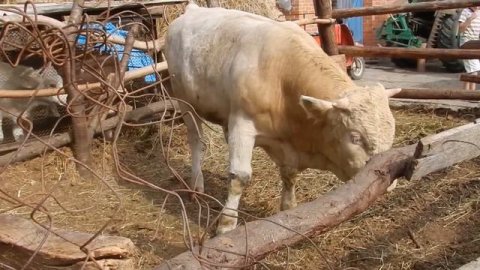 Бычок Симментал.