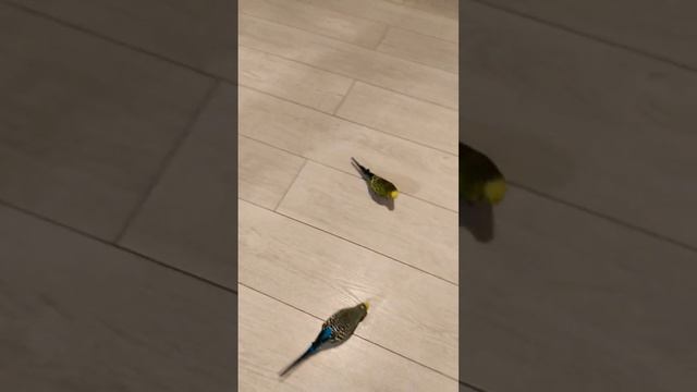 Утро в новом доме... смотреть онлайн