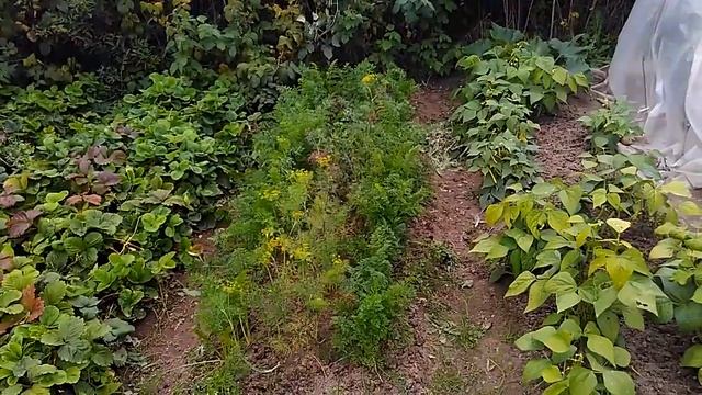 Мой сад август 2019 смотреть онлайн