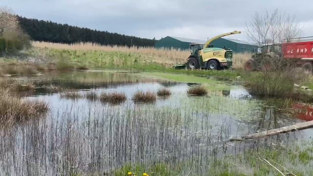 Ensilage de Miscanthus !! | Krone BIG X 680 | campagne 2023