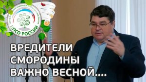 СДЕЛАЙТЕ ВЕСНОЙ ДЛЯ ЗАЩИТЫ СМОРОДИНЫ от болезней и вредителей . Болезни и вредители смородины.