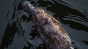 Интересные ФАКТЫ о самом необычном животном в мире! УТКОНОС!