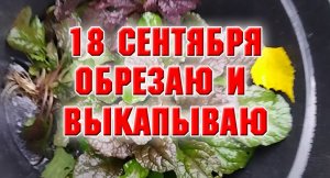 18 сентября. Обрезала лилейники, что еще надо отделить и поделить.mp4