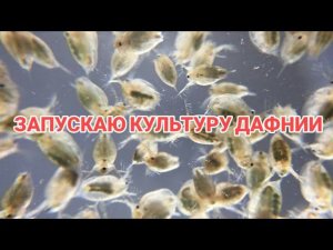 ЗАПУСТИЛ КУЛЬТУРУ ДАФНИИ.КАК РАЗВОДИТЬ ДАФНИЮ.