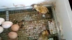 Совместная инкубация. Вылупление утят!
