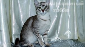 Кошки табби. А всё ли так просто?