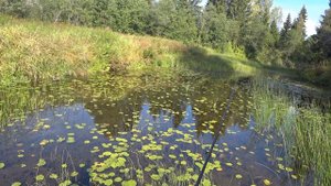 С утра покидал спиннинг на реке Ухра.Вечером выгулял собак.