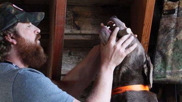 Hold Conditioning vs Force Fetch: Why Hold is Better смотреть онлайн