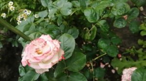 Самоочищающаяся роза, как она выглядит. Окончание первой волны и непрерывноцветущие розы.