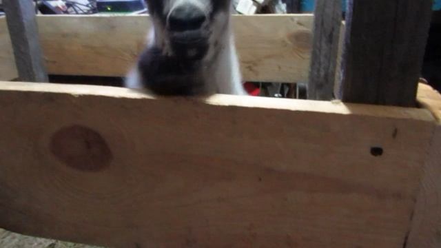 Побег из манежа.