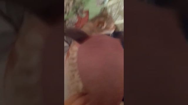 бесплатный кекс без смсс и регенерации (с кошкой всё хорошо она жива её не кто не мучил) #tiktok смотреть онлайн