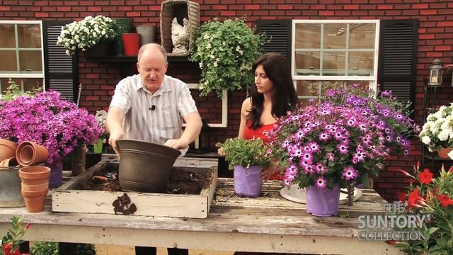 How to Cut Back and Repot Senetti for a Second Flush of Blooms смотреть онлайн