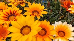 Активация шишковидной железы ?