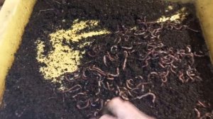 Разведение червей в домашних условиях в гараже)))