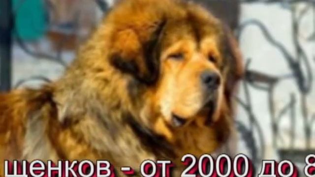 топ 10 самых дорогих собак и кошек смотреть онлайн