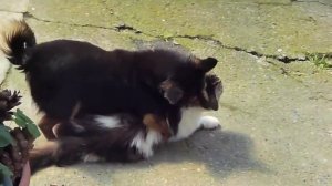 Cat mating dog  : )