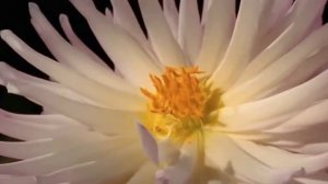 Красивое видео для релаксации. Цветы. Природа.