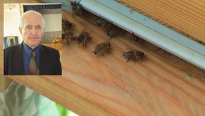 Профессор Кашковский: что делать со злой пчелой?