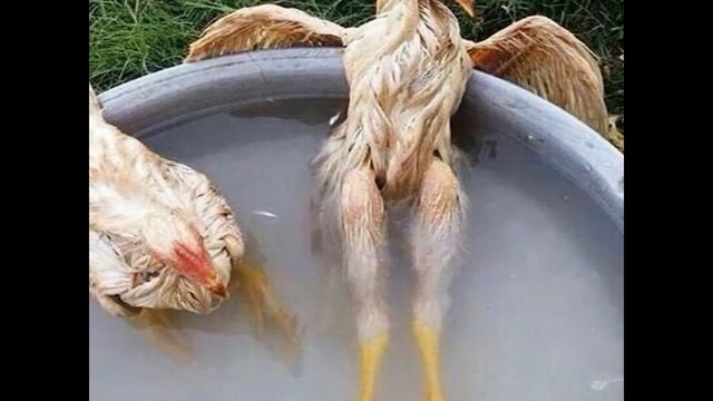 Как получать всегда вкусный и прозрачный куриный бульон смотреть онлайн