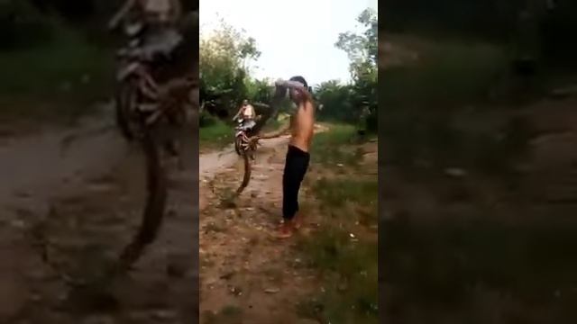 Королевская кобра кусает человека смотреть онлайн