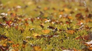 ♫   Романтический саксофон... Встреча...