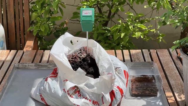 盆中蓝莓种植 的心得 幼树期蓝莓的修剪pruning blueberries first year& fertilizer 有机土壤调酸性的方法和平时施肥 浇水 预防植物和叶子生病(中集) смотреть онлайн