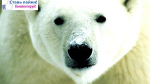 Белый Медведь/Polar Bear