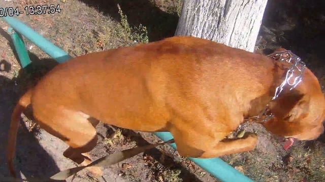 ПитБуль кенгуру))) смотреть онлайн