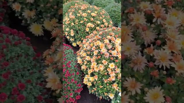 Хризантема мультифлора#шаровиднаяхризантема##мультифлора#украина#новости смотреть онлайн