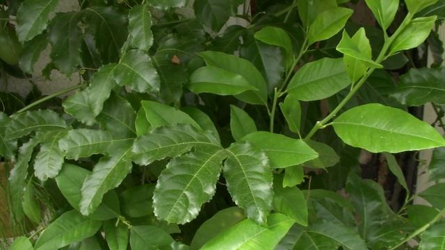 Пурпурная гранадилла  Passiflora edulis "Roland"