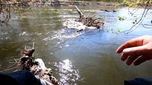 ГОЛАВЛЬ И ЖЕРЕХ  НА СПИННИНГ В МАЕ !!! ZipBaits Rigge 35. ZipBaits Rigge 56 S-Line.  #голавль