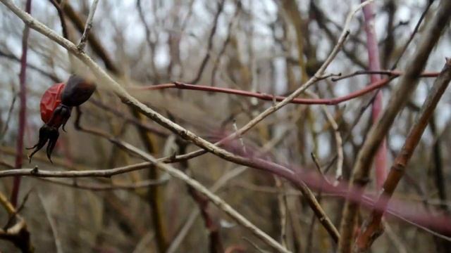 "Шиповник" Короткий пример видео на Nikon 1 J1 с объективом Nikon 10-30mm Nikkor 1 смотреть онлайн