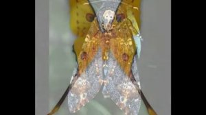 the biggest butterflies самые большие бабочки