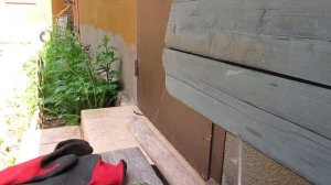 заготовка семян одуванчика