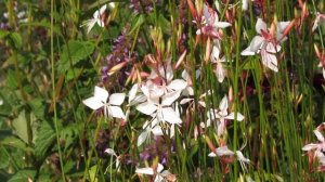 Gaura lindheimeri 'Whirling Butterflies'
