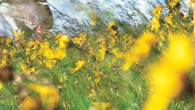 Weleda Body Oils: Video Press Release смотреть онлайн