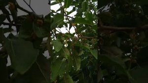 Кавказская черная хурма