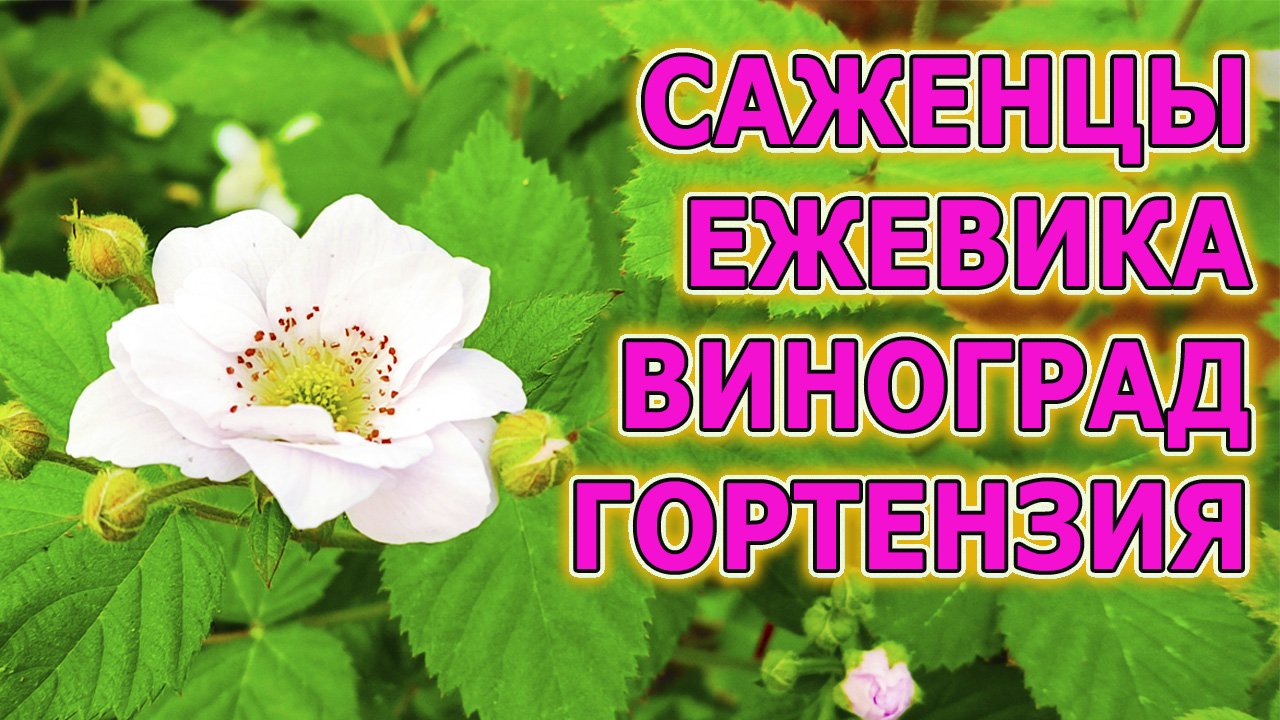 Саженцы ежевики без шипов. Саженцы винограда. Саженцы гортензии. Обзор саженцев ежевики и винограда.
