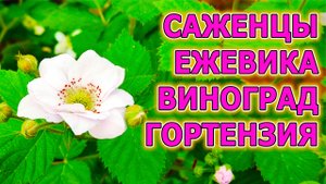Саженцы ежевики без шипов. Саженцы винограда. Саженцы гортензии. Обзор саженцев ежевики и винограда.