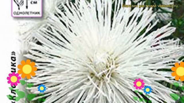 Астра китайская Большая медведица. Краткий обзор, описание характеристик callistephus chinensis смотреть онлайн