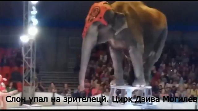 Слон упал на зрителей в цирке смотреть онлайн