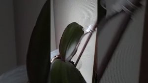 Красная орхидея. Орхидея красного цвета. Орхидея salus fragrancy