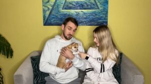 ЧИХУАХУА: кому подходит. Плюсы и минусы. Первая неделя со щенком