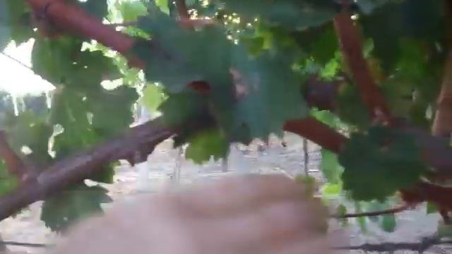 Куст винограда в Колонисте смотреть онлайн