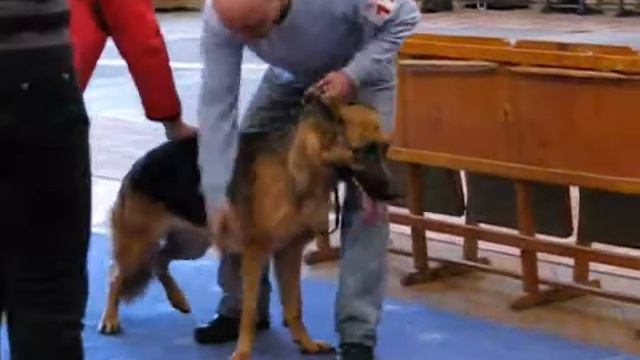 № 17 Бавария на выставке 6 марта 2011, Казань смотреть онлайн