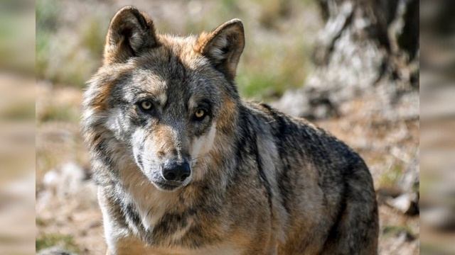 Gray Wolf Sounds ll European Wild Animals ll Animal World смотреть онлайн