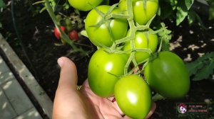 ИЗ ГИБРИДОВ НЕ ПОЛУЧАЮТСЯ НОРМАЛЬНЫЕ СЕМЕНА?