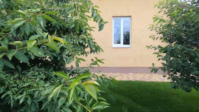 #01 Листья вишни засыхают и скручиваются трубочкой - скорее всего калийный голод.
