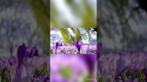 Для чего Аллах создал женщину